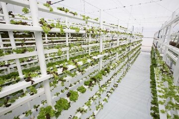آب‌ کشت، جدیدترین روش کارآمد پرورش سبزیجات در چین